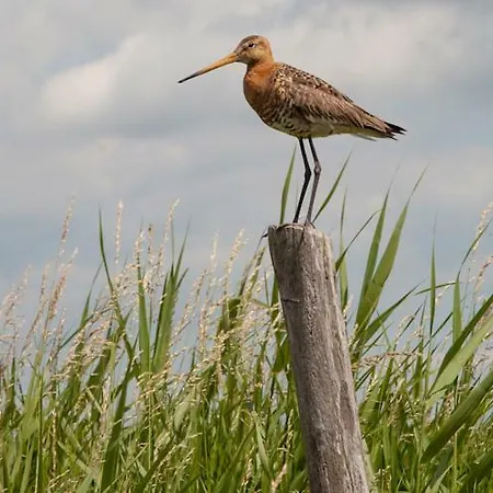 Voorhuisje Op Eiland *
